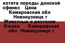 котята породы донской сфинкс › Цена ­ 1000-3000 - Кемеровская обл., Новокузнецк г. Животные и растения » Кошки   . Кемеровская обл.,Новокузнецк г.